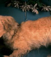 Canis vertigus – wymarła rasa psów, które służyły jako narzędzia kuchenne
