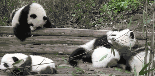 pandy