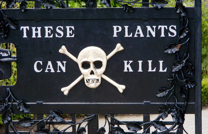 Uroczy angielski ogród pełen śmiertelnie trujących roślin